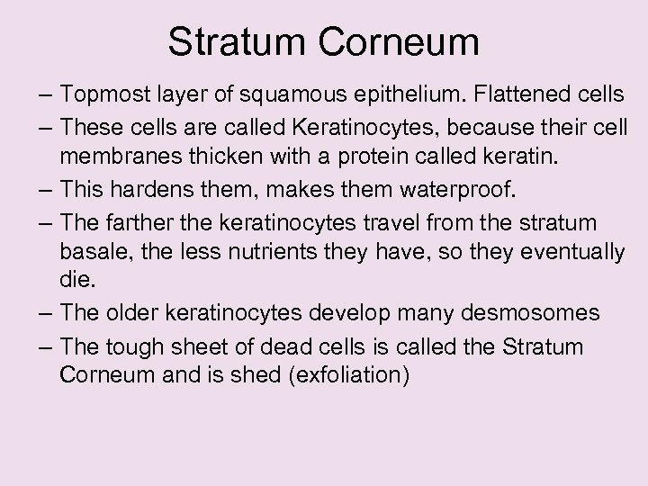Stratum Corneum – Topmost layer of squamous epithelium. Flattened cells – These cells are