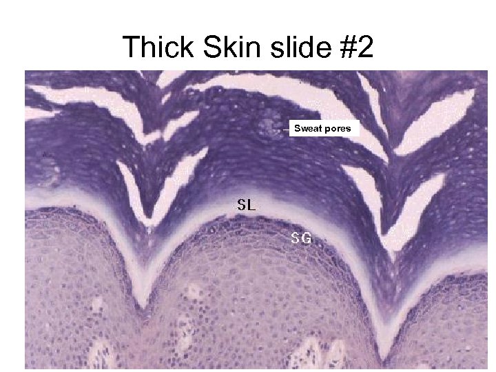 Thick Skin slide #2 Sweat pores 