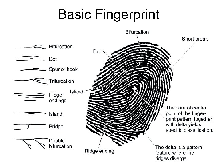 Basic Fingerprint 