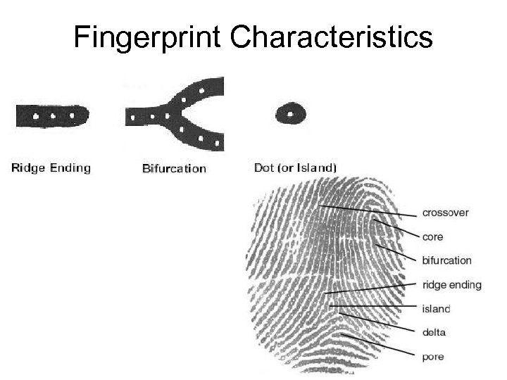 Fingerprint Characteristics 