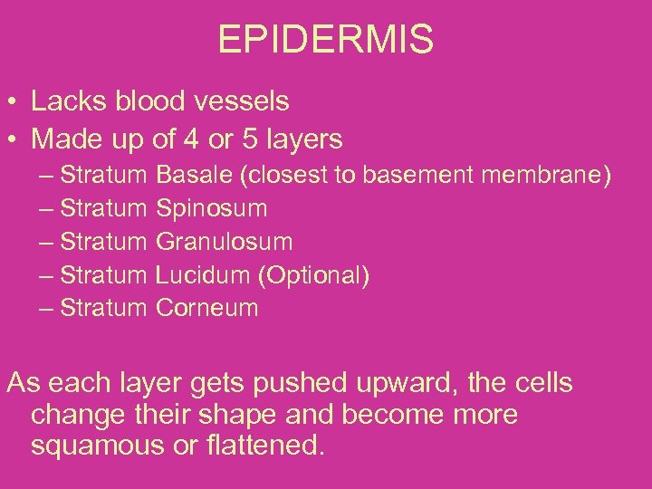 EPIDERMIS • Lacks blood vessels • Made up of 4 or 5 layers –
