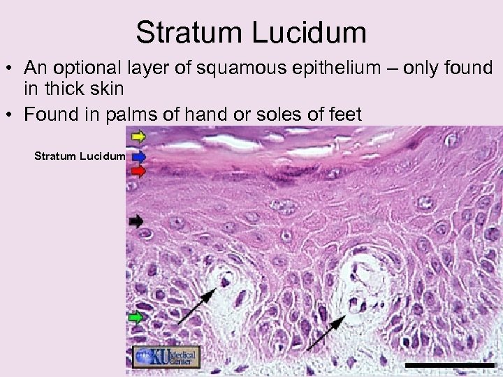 Stratum Lucidum • An optional layer of squamous epithelium – only found in thick