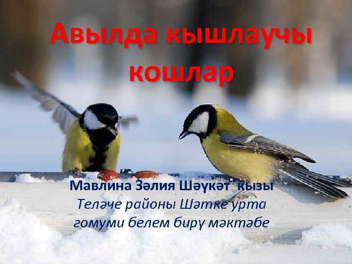 Авылда кышлаучы кошлар Мавлина Зәлия Шәүкәт кызы Теләче районы Шәтке урта гомуми белем бирү