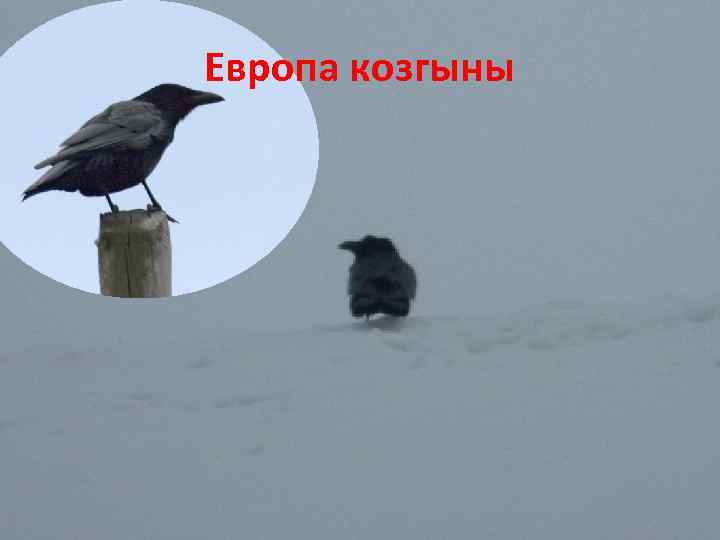 Европа козгыны 