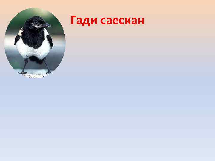 Гади саескан 