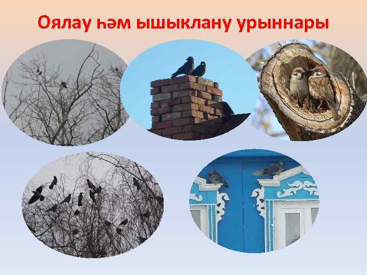 Оялау һәм ышыклану урыннары 