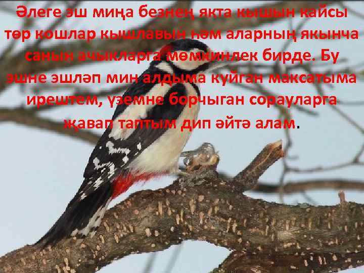 Әлеге эш миңа безнең якта кышын кайсы төр кошлар кышлавын һәм аларның якынча санын