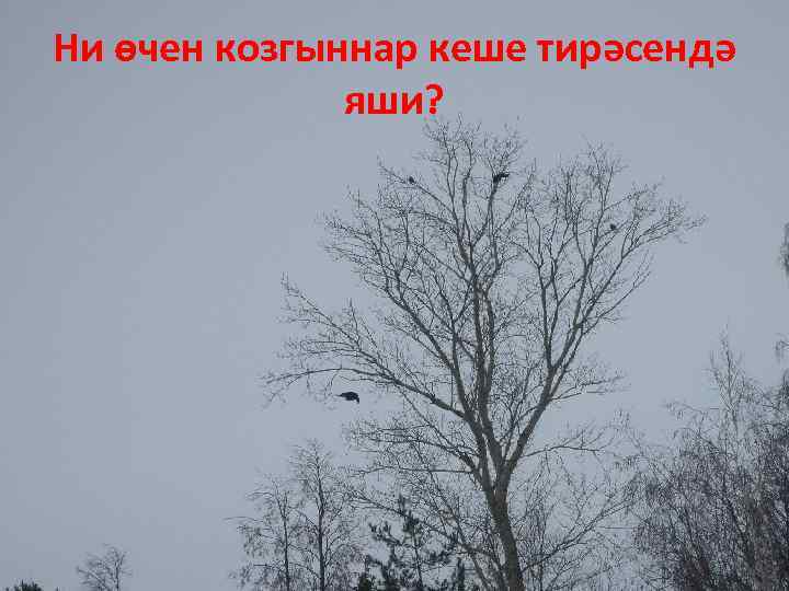 Ни өчен козгыннар кеше тирәсендә яши? 