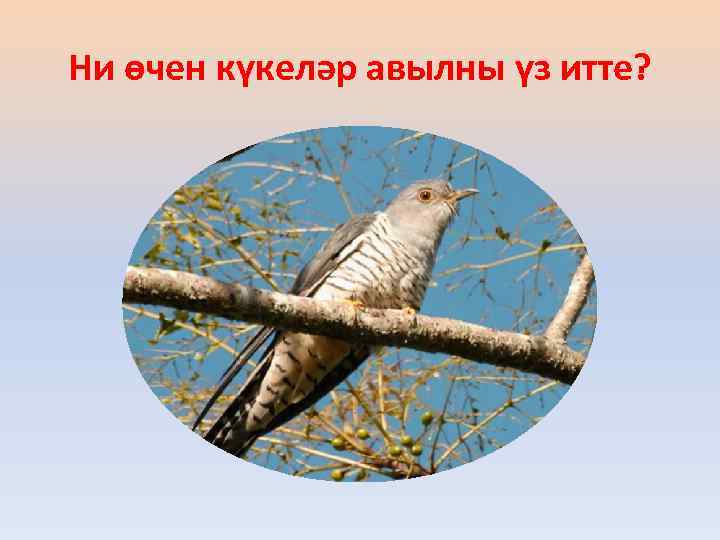 Ни өчен күкеләр авылны үз итте? 