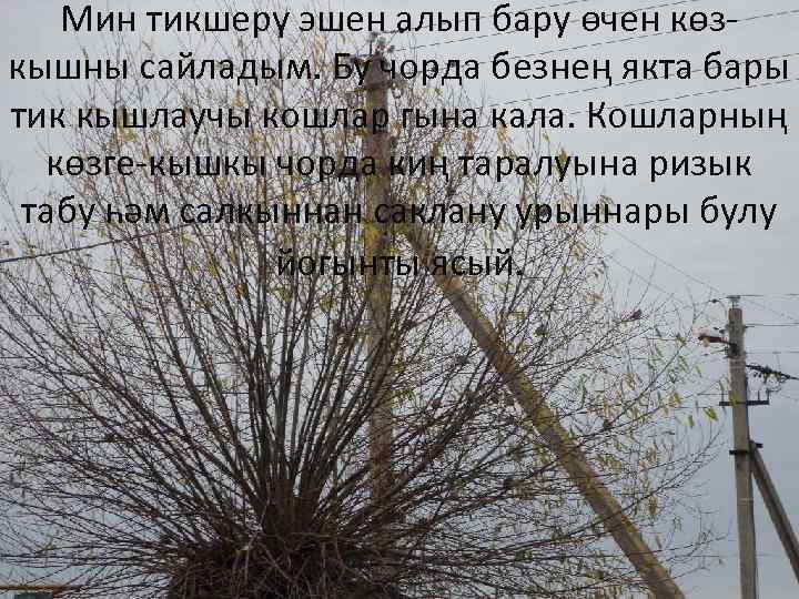 Мин тикшерү эшен алып бару өчен көзкышны сайладым. Бу чорда безнең якта бары тик