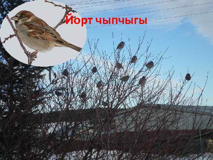 Йорт чыпчыгы 