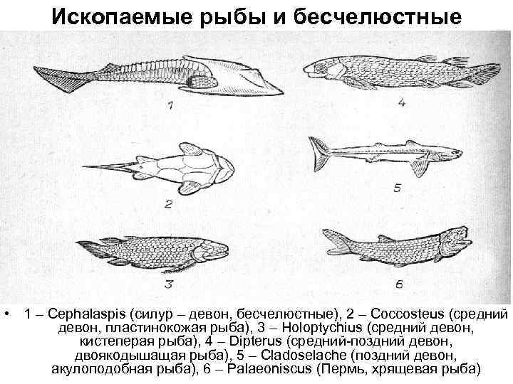 Ископаемые рыбы и бесчелюстные • 1 – Cephalaspis (силур – девон, бесчелюстные), 2 –