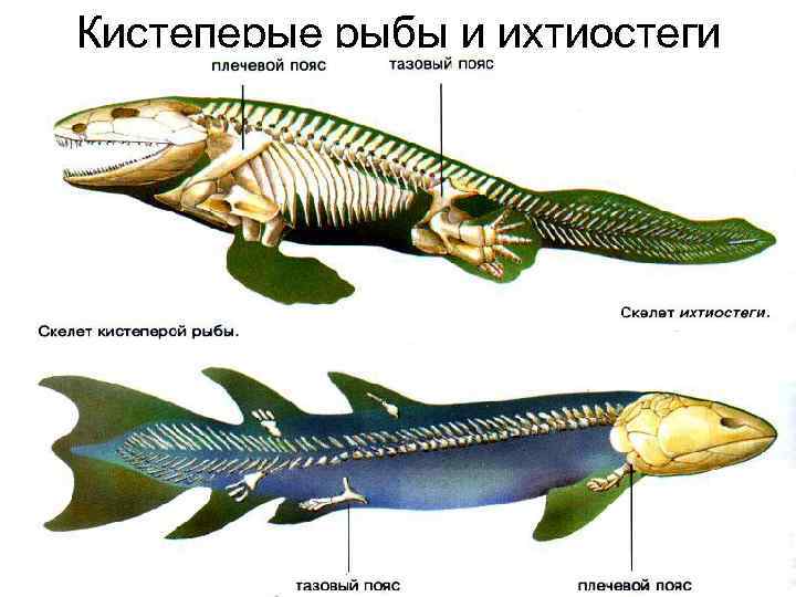 Кистеперые рыбы и ихтиостеги 