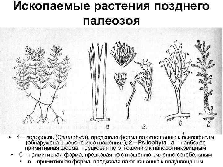 Ископаемые растения позднего палеозоя • 1 – водоросль (Charaphyta), предковая форма по отношению к