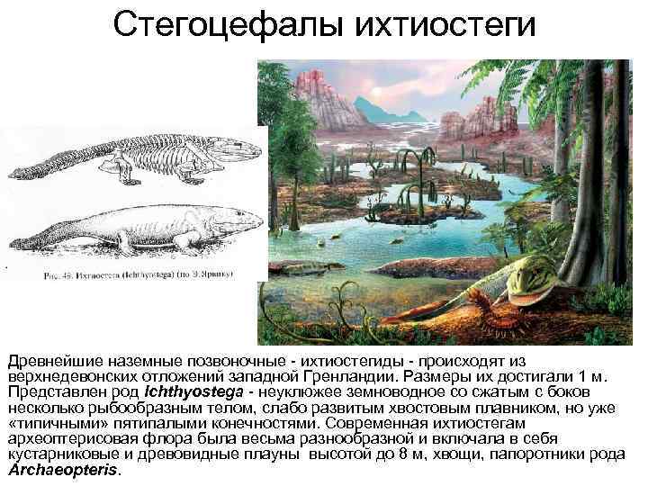 Стегоцефалы ихтиостеги Древнейшие наземные позвоночные - ихтиостегиды - происходят из верхнедевонских отложений западной Гренландии.