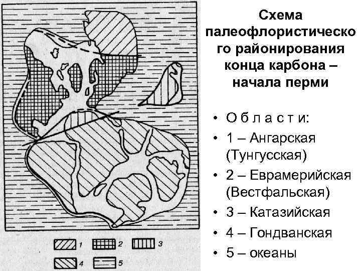 Схема палеофлористическо го районирования конца карбона – начала перми • О б л а