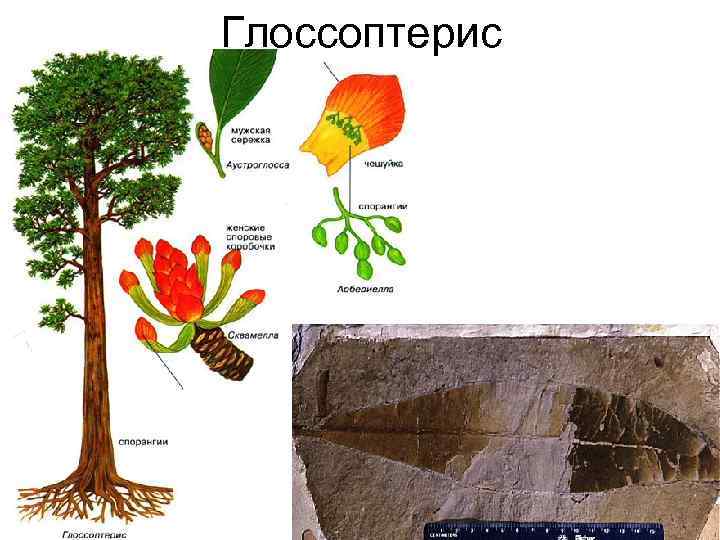 Глоссоптерис 