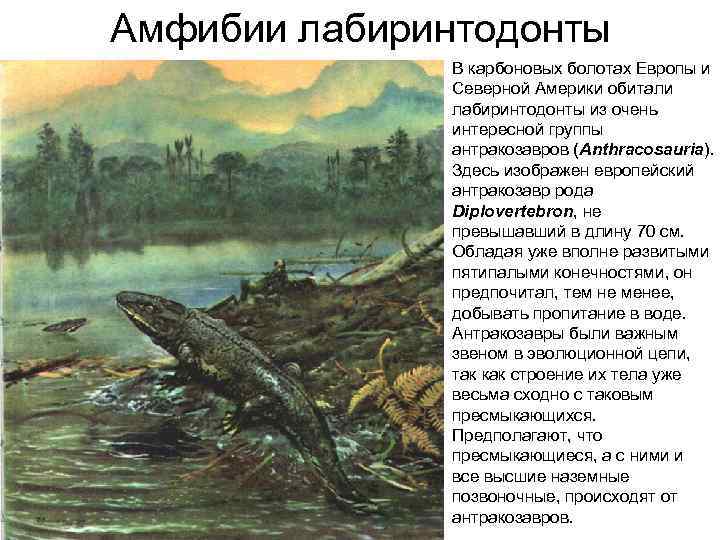 Амфибии лабиринтодонты В карбоновых болотах Европы и Северной Америки обитали лабиринтодонты из очень интересной