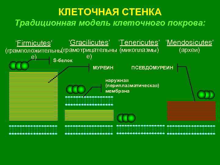 3 клеточной стенки