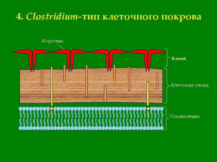 Клеточная стенка из целлюлозы