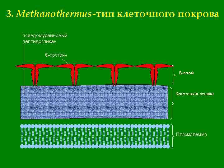 Клеточная стенка из целлюлозы. Плазмалемма и клеточная стенка. Типы клеточных стенок. Клеточная стенка высших растений. Целлюлозная клеточная стенка у растений и животных.