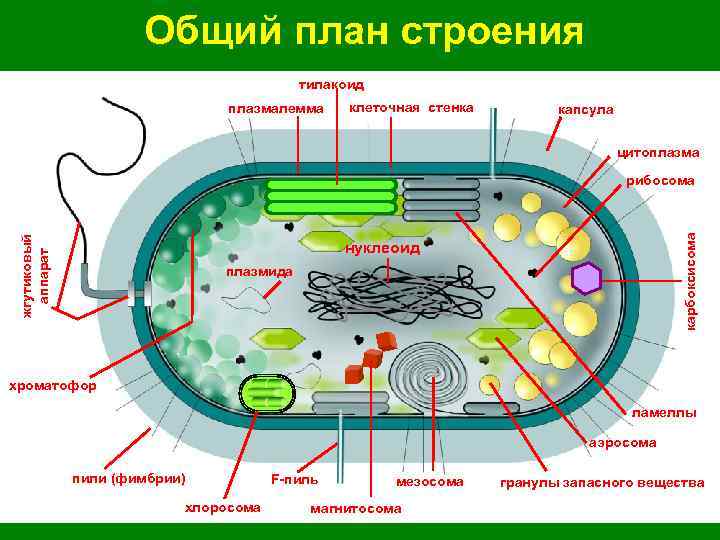 Клетки прокариот не имеют ядра. Строение прокариотической клетки бактерии. Строение прокариотической клетки цианобактерии. Схема строения прокариотической бактериальной клетки. Строение цианобактерии тилакоиды.