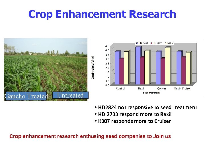 Crop Enhancement Research Gaucho Treated Untreated • HD 2824 not responsive to seed treatment