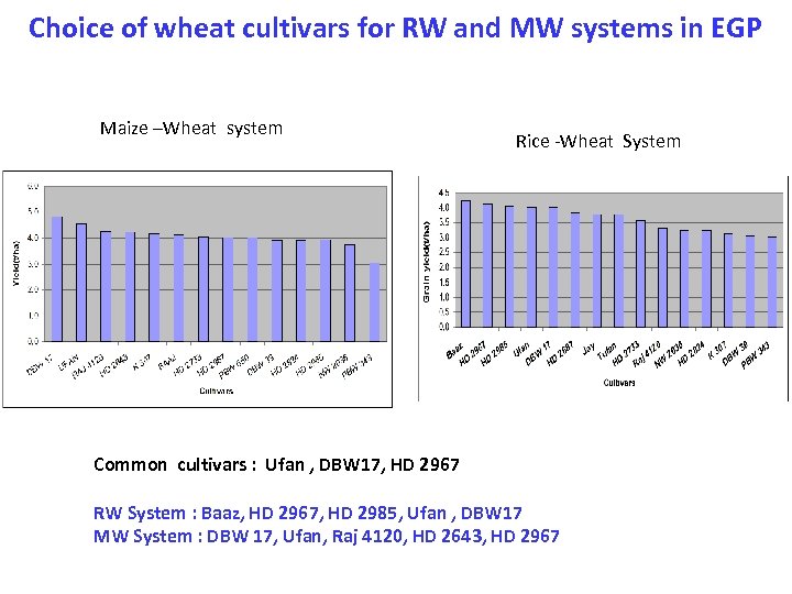 Choice of wheat cultivars for RW and MW systems in EGP Maize –Wheat system