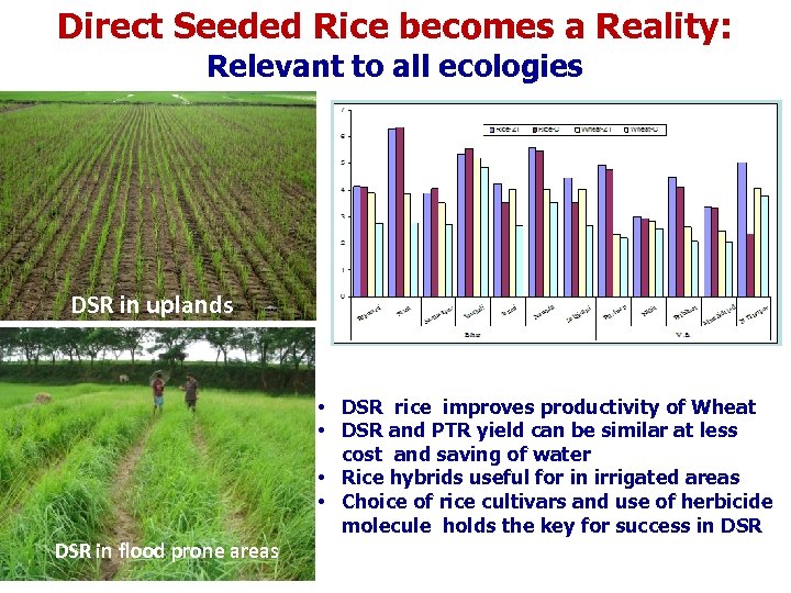 Direct Seeded Rice becomes a Reality: Relevant to all ecologies DSR in uplands •