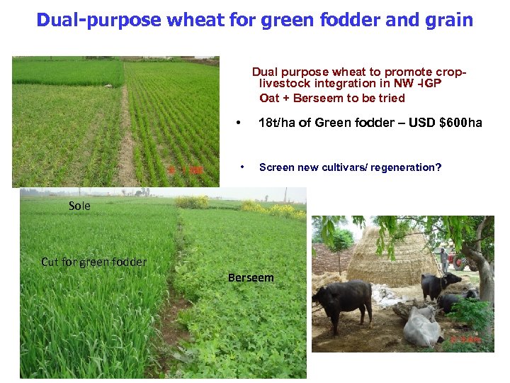 Dual-purpose wheat for green fodder and grain Dual purpose wheat to promote croplivestock integration