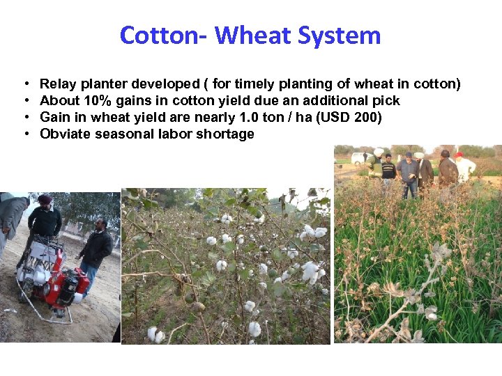 Cotton- Wheat System • • Relay planter developed ( for timely planting of wheat