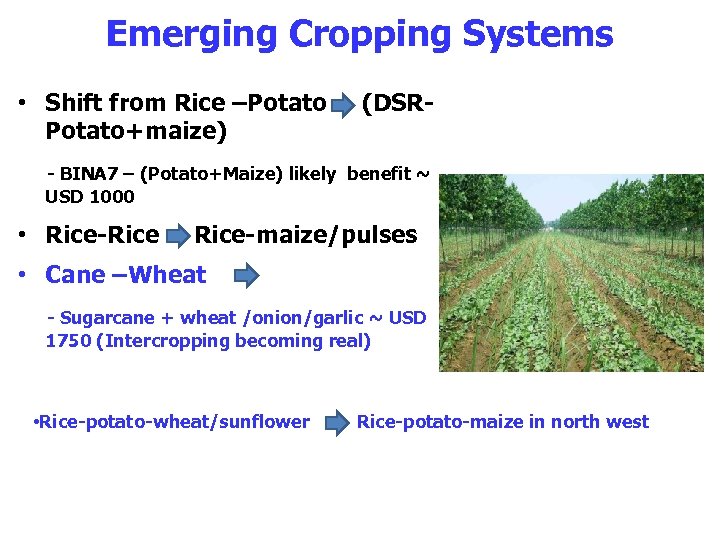 Emerging Cropping Systems • Shift from Rice –Potato+maize) (DSR- - BINA 7 – (Potato+Maize)