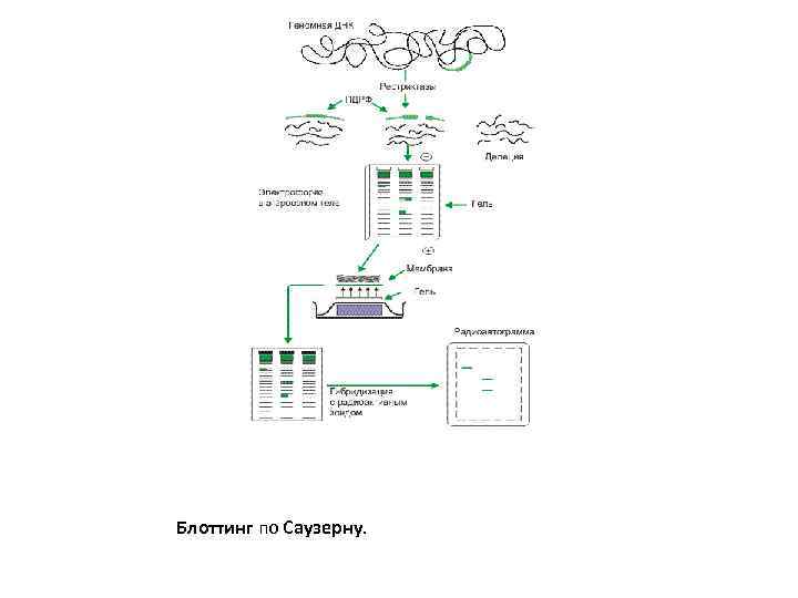 Блоттинг по Саузерну. 