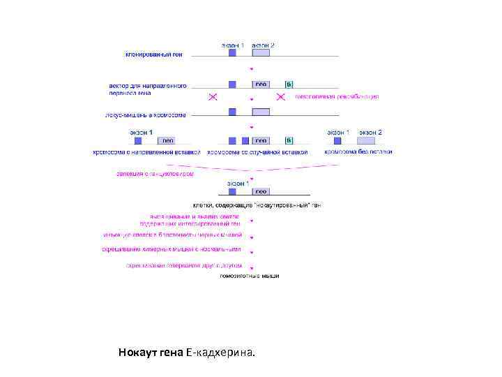 Нокаут гена E-кадхерина. 