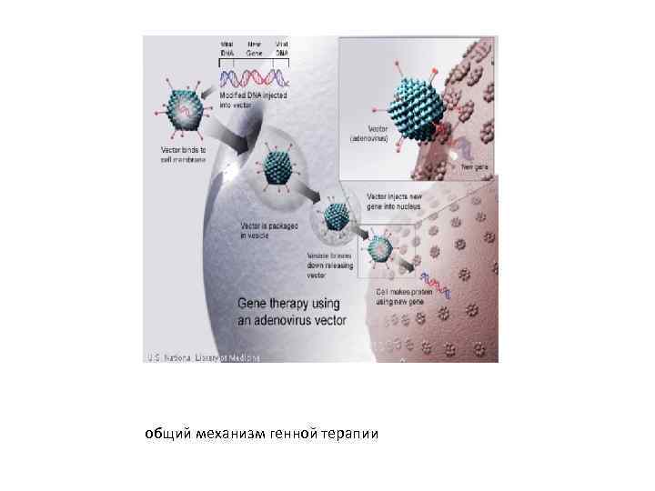 общий механизм генной терапии 