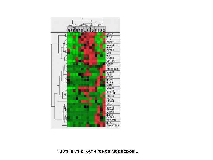 карта активности генов маркеров. . . 