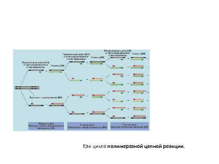 Три цикла полимеразной цепной реакции. 
