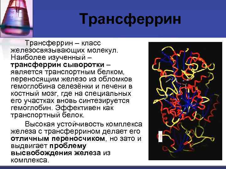 Трансферрин – класс железосвязывающих молекул. Наиболее изученный – трансферрин сыворотки – является транспортным белком,