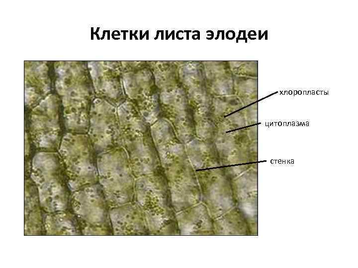 Клетки листьев элодеи. Строение клеток листа элодеи канадской под микроскопом. Строение клетки элодеи рисунок. Хлоропласты в листе элодеи. Строение хлоропласта клетки листа.