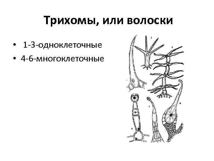 Трихомы, или волоски • 1 -3 -одноклеточные • 4 -6 -многоклеточные 