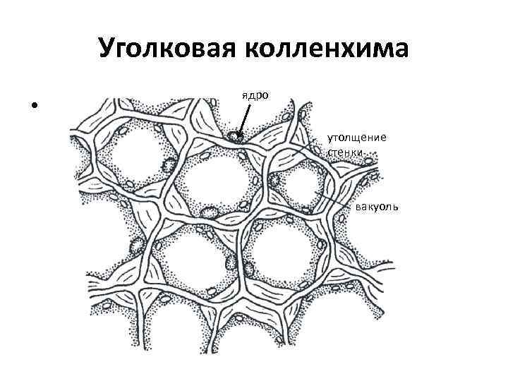 Клетка листа бегонии. Поперечный срез черешка листа бегонии. Колленхима черешка листа свеклы обыкновенной. Механическая ткань растений колленхима.