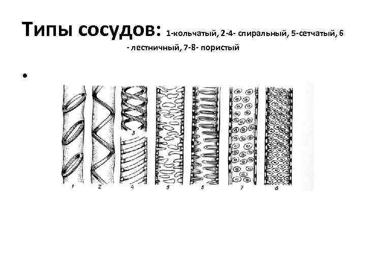 Типы сосудов: 1 -кольчатый, 2 -4 - спиральный, 5 -сетчатый, 6 - лестничный, 7