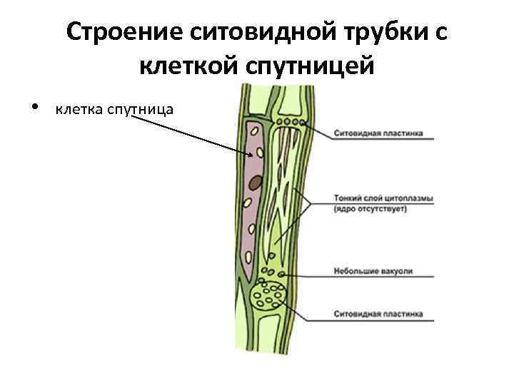 Ситовидная клетка флоэмы. Ситовидные трубки и клетки-спутницы. Ситовидные клетки и ситовидные трубки. Строение ситовидных трубок растения. Строение клеток ситовидных трубок.
