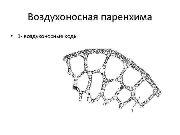 Запасающая клетка. Воздухоносная ткань растений. Воздухоносная паренхима аэренхима. Строение аэренхима стебля рдеста.