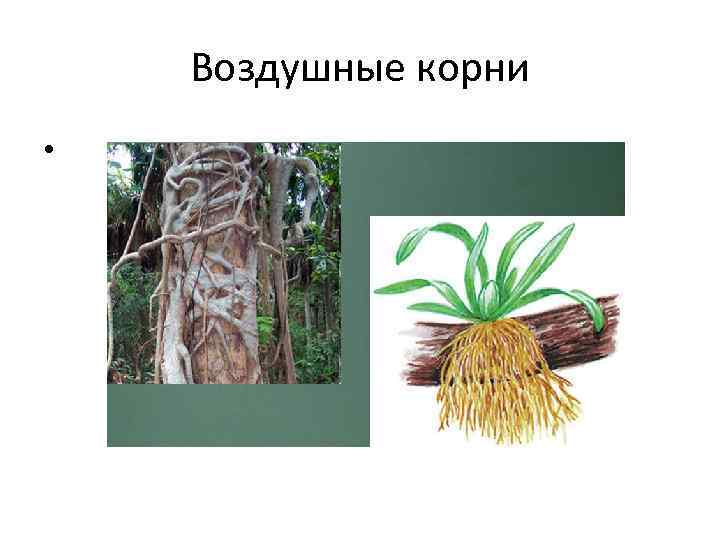 Названия растения с воздушными корнями фото и названия