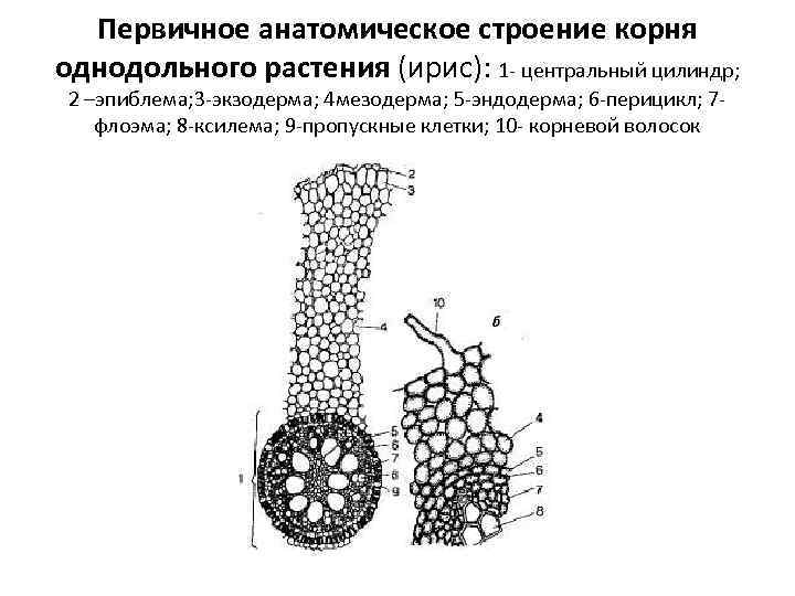 Первичное анатомическое строение корня однодольного растения (ирис): 1 - центральный цилиндр; 2 –эпиблема; 3