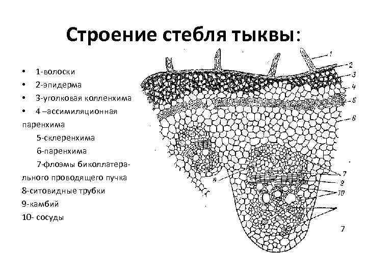 Строение стебля тыквы: • 1 -волоски • 2 -эпидерма • 3 -уголковая колленхима •