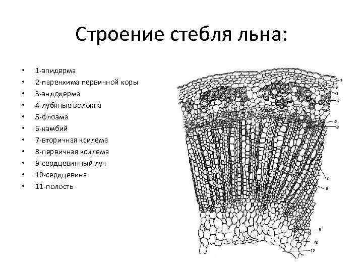 Строение стебля льна: • • • 1 -эпидерма 2 -паренхима первичной коры 3 -эндодерма