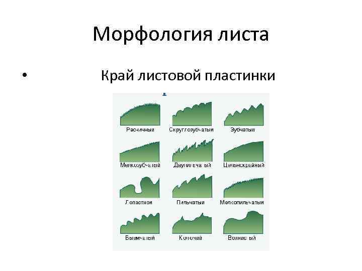 Виды краев. Лист край листовой пластинки. Пильчатый край листовой пластинки. Классификация листьев по форме края листовой пластинки. Тип листа по форме края листовой пластинки.