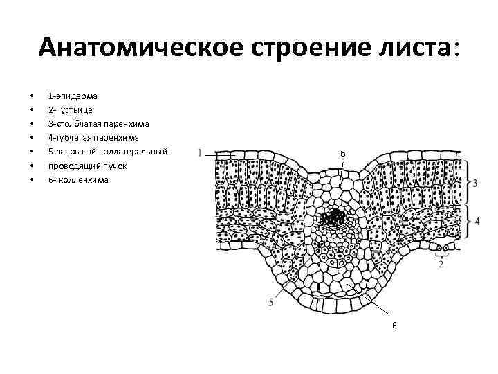 Анатомическое строение листа: • • 1 -эпидерма 2 - устьице 3 -столбчатая паренхима 4